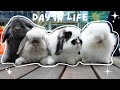 A day in life of two bunnies 