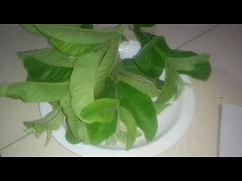 Faida Za Majani Ya Mapera