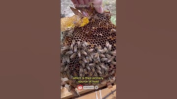 Bees collect nectar from flowers