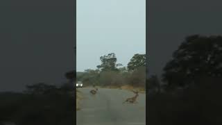 Impala Skids Across Road Escapes From Lions