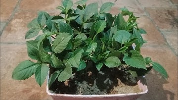 Cách Giâm Nhân Giống Hoa Thược Dược Áp Dụng Cho Vùng Khí Hậu Nóng