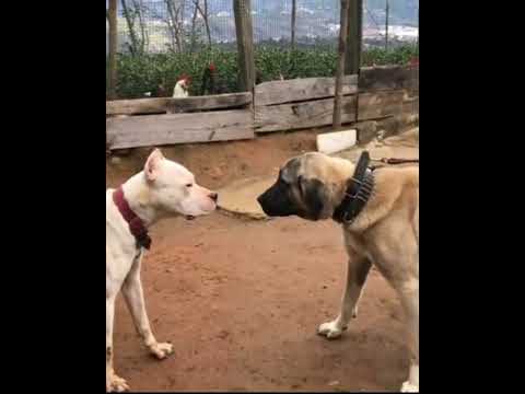 Kangal Vs Dogo argentino #dog #dangerousdogbreed #kangal #dogoargentino