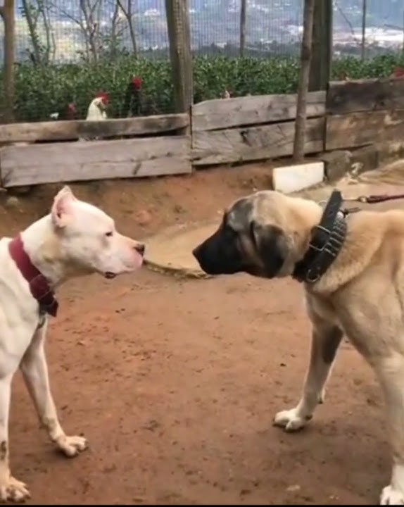 Kangal Vs Dogo argentino #dog #dangerousdogbreed #kangal #dogoargentino