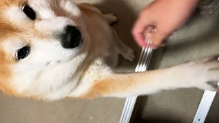 次々と飼い主が帰ってくるも一度にできることは一つだけな柴犬