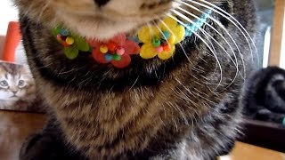 少女趣味の首輪にどうリアクションしていいかわからない雄猫　Girlish Collar Confuses Male Cat