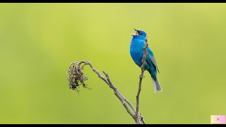 Indigo Bunting Call/Song