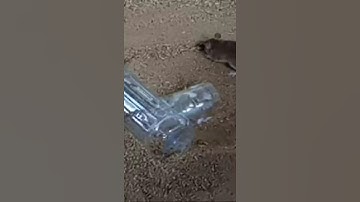 New Bottle Mouse Trap - DIY Homemade 2021 Part 01