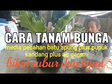 Video: Menanam Batu Apung – Cara Menggunakan Batu Apung Sebagai Pengubah Tanah