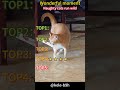 #PlayfulKitten #FunnyKitten #NaughtyCat #CatZoomies #CatVideos