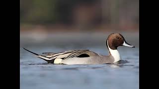 Kılkuyruk Sesi 10 Dakikalık Versiyon