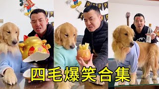 Si Mao's hilarious compilation: Si Mao smashed Mao's dad's piggy bank and made dumplings for Mao's