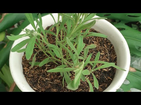Video: Lavender - menanam dan merawat di luar rumah