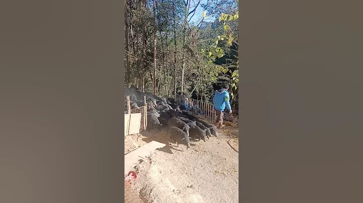 Open Gate Pig Farming #pig #boar #hog #viral #animal #wildpig #wildboar #wildlife #farmlife