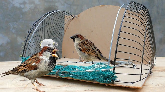 Trampa para pajaros..boca de sapo 2 de 2 