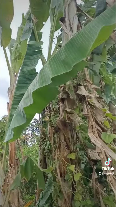 Download lagu Si Gamang Muani mungudara dengan tertib