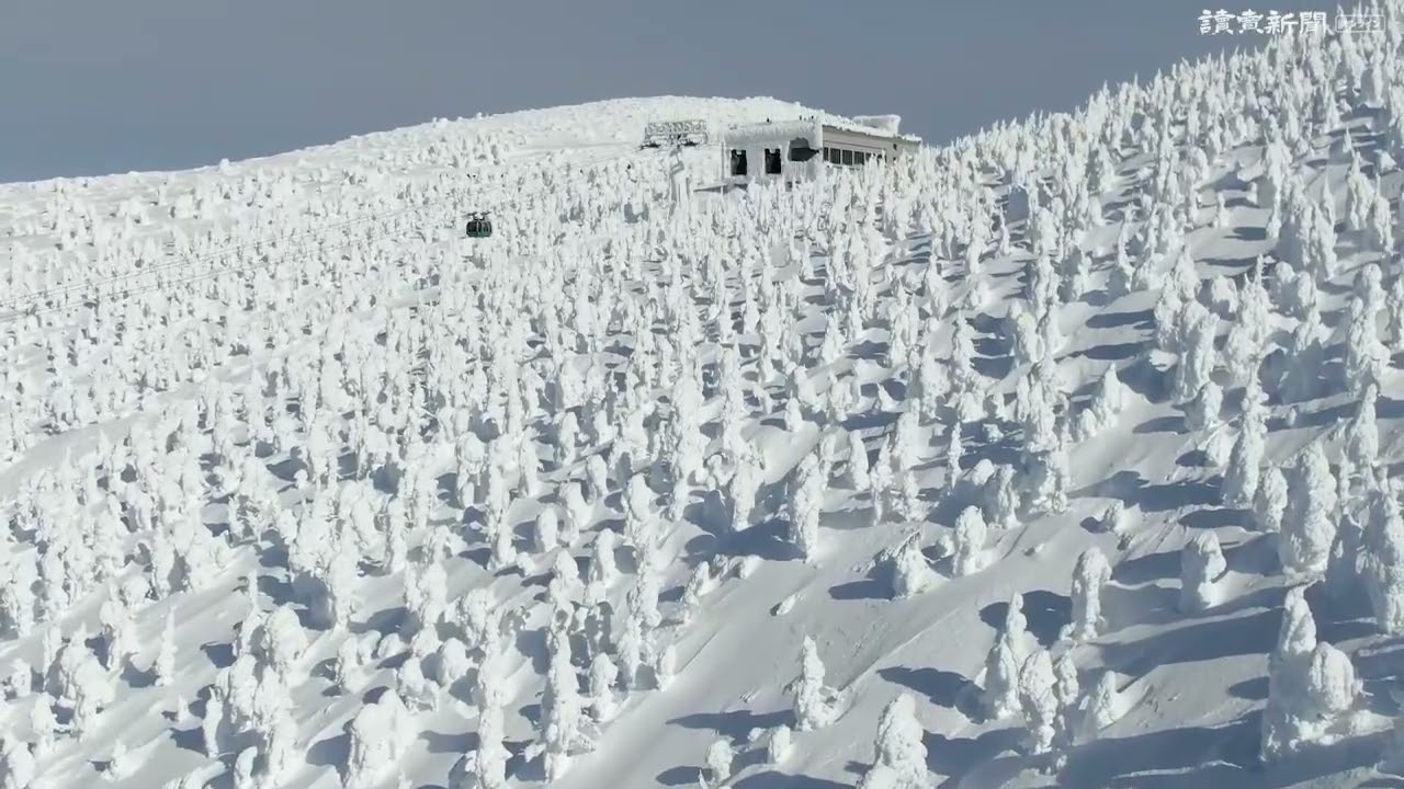樹氷が見頃 高さ５メートル超の スノーモンスター も 山形 蔵王温泉スキー場 Youtube