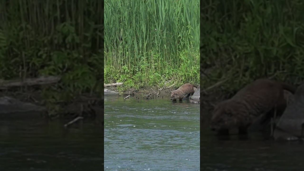 Swimming - Groundhog (Marmota monax) :: Animal Behavior
