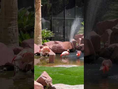 Luxor OR Excalibur? Where should YOU stay on your next VEGAS vacation