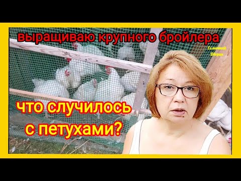 Бройлеры сели на ноги. Сразу семь петухов перестали ходить. Лечить бройлеров или забить