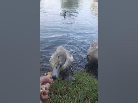 Здравствуйте🦢Царь - YouTube