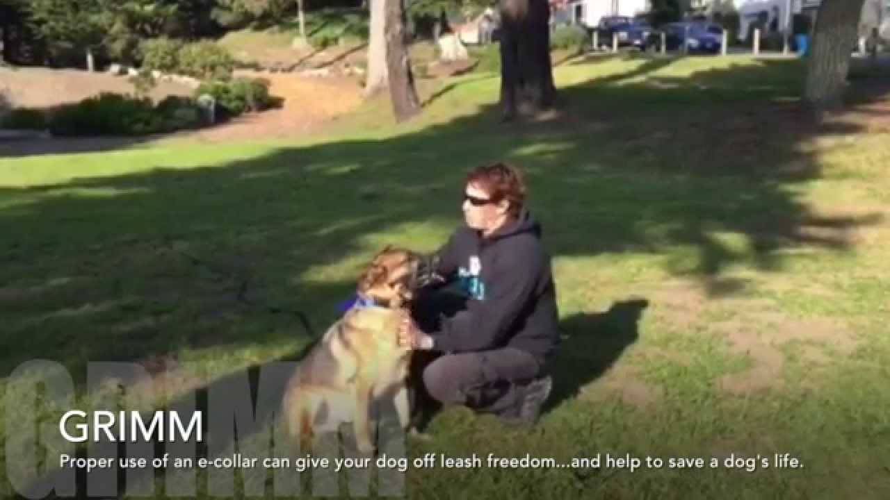 using an e collar for recall