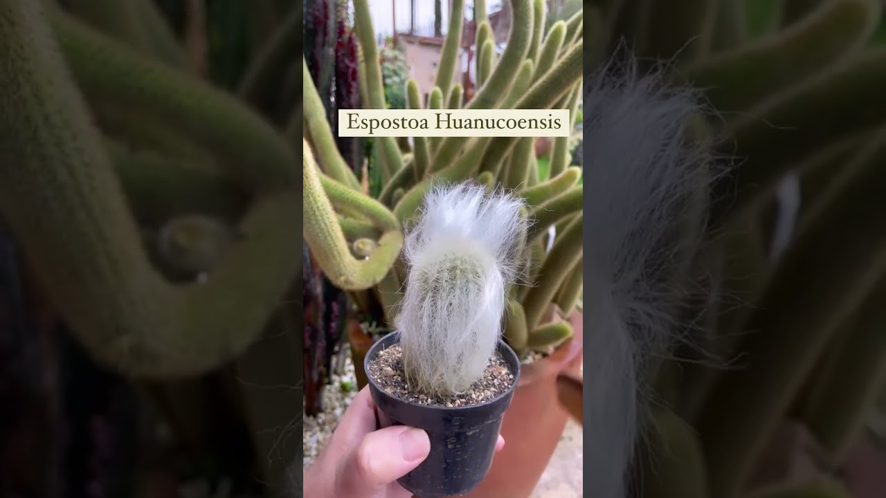 Já penteou seu cacto hoje??😍😍 #suculentas #cactos