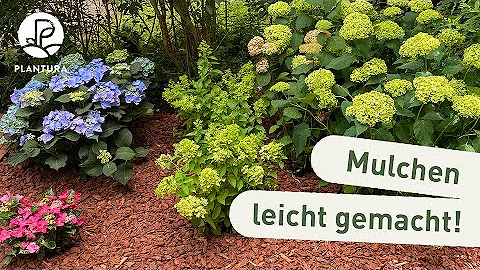 Welche Stauden mögen keinen Rindenmulch?