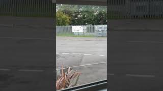very rare albino red squirrel in Northwich, Cheshire.