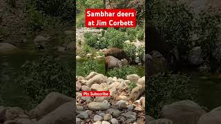 Sambhar Deers