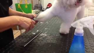 HOW TO GROOM A BOLOGNESE PART 01