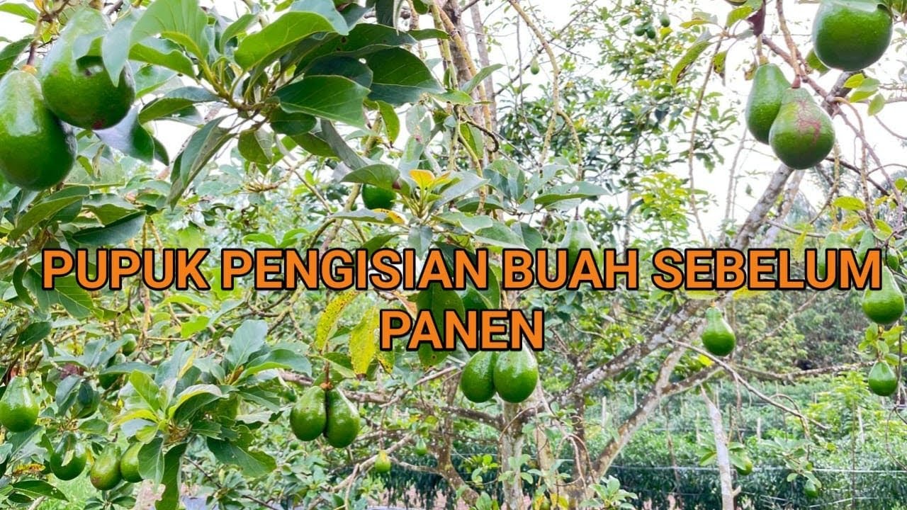Lanjutan Pemupukan Pembesaran Buah Alpukat Supaya Cepat Panene 3 Juni 2025