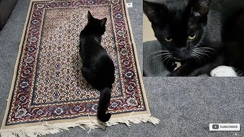 Video 4206781: cute british shorthair kitten, british black kitten