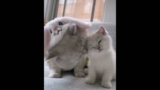 The most lovely mother  | Cat's Mommy by Sweet world🐾 43,246 views 1 year ago 1 minute, 25 seconds