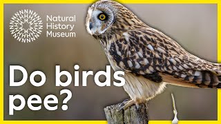 Do birds pee? | Surprising Science