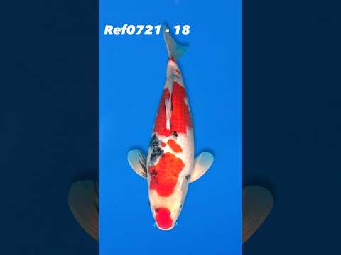 Sekiguchi 47cm Showa Ref0721 – 18