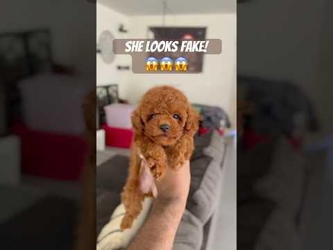 Toy Poodle Gotcha Day! #puppy #cutedog #gotchaday #toypoodle #cute #pets