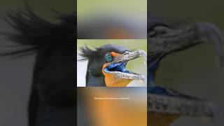 Double-Crested Cormorant