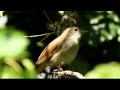 Éneklő fülemülék a Margitszigeten / Singing Common Nightingales, Budapest (2012.04.26.)