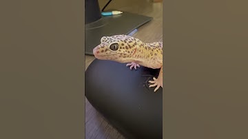 This gecko can do pushups!!