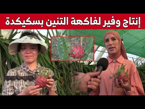 فيديو: بابكوك فاكهة الخوخ - زراعة أشجار خوخ بابكوك في حديقة المنزل