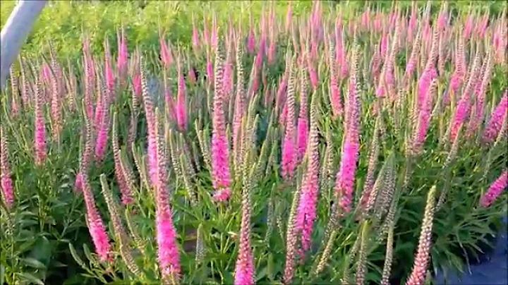 Best Garden Perennials - Veronica Red Fox (Speedwe...