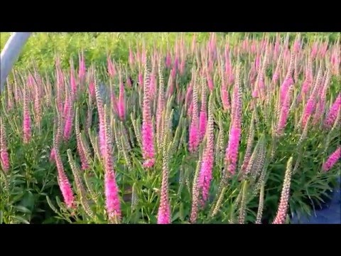 Best Garden Perennials - Veronica Red Fox . A Beautiful, Easy To Grow Perennial