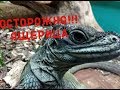 Ящерица Зелёная игуана видео для детей/ slando животные