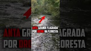 Anta Grande Flagrada por Drone