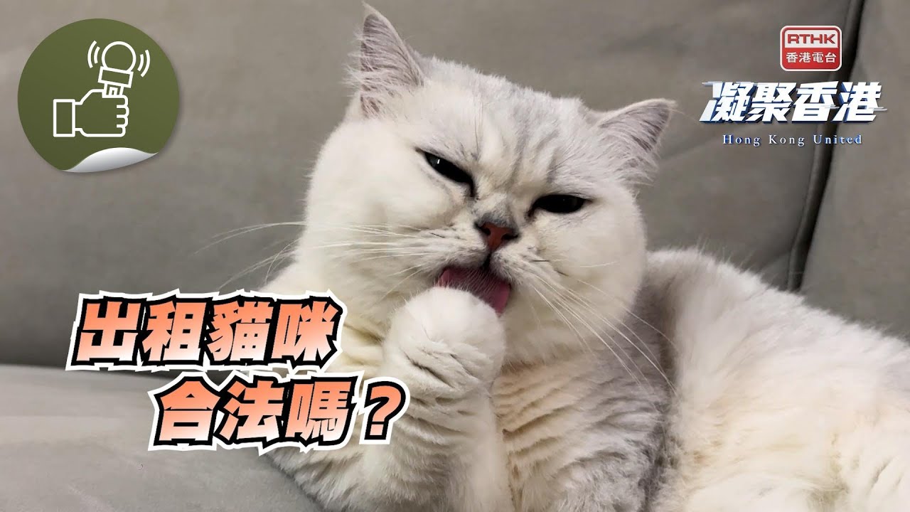 凝聚香港 - 貓隻屬高敏動物，適合多次轉換主人及環境嗎？