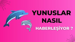 Yunuslar Nasıl Haberleşiyor ?