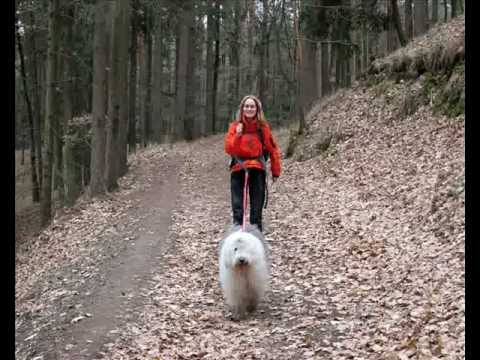 Bobtail Taimee a dogtrekking long 82 km