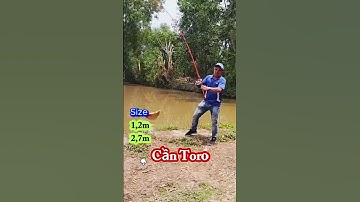 Câu Cá Chim Bằng Cần Toro Đặc 2 Khúc #Shorts