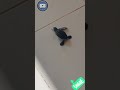 سوسون سلحفاة بحريه تم العثور عليها علي شاطئ بالبحر الأحمر وتم إعادتها الي موطنها الطبيعي Shorts 2 سوسون سلحفاة بحريه تم العثور عليها علي شاطئ بالبحر الأحمر وتم إعادتها الي موطنها الطبيعي Shorts 2