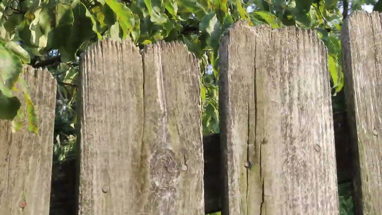 English Ivy damage to a fence